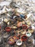 Albatross Bottle Caps KA Albatross