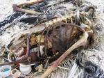 Albatross Ribcage_Carcuss