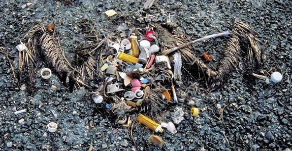 Albatross Wings spread CARCASS PLASTICS
