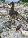 Albatross standing amidst garbage Kure-Atoll_Albatross